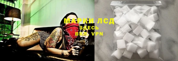прущие грибы Лабытнанги